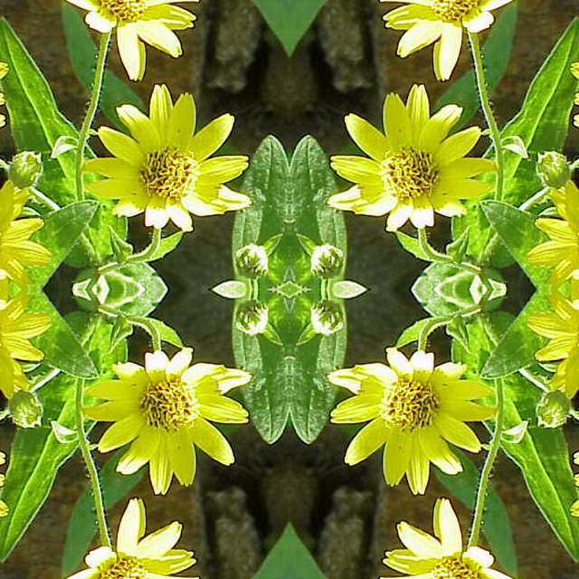 Flower Shower Mandala: Arnica