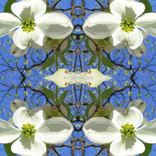 Flower Shower Mandala: Dogwood