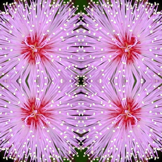Flower Shower Mandala: Pink Mimosa