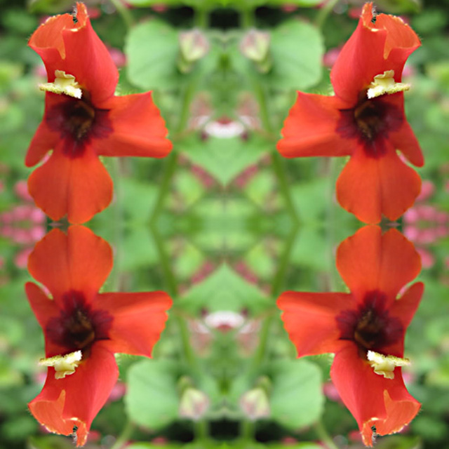 Flower Shower Mandala: Scarlet Monkey Flower