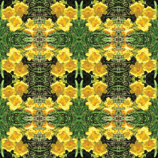Flower Shower Mandala: Stelladoro Lily